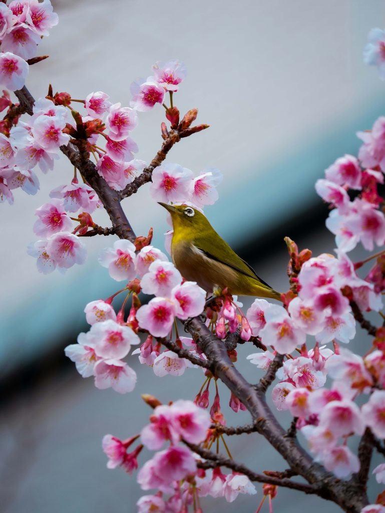 cherry blossom