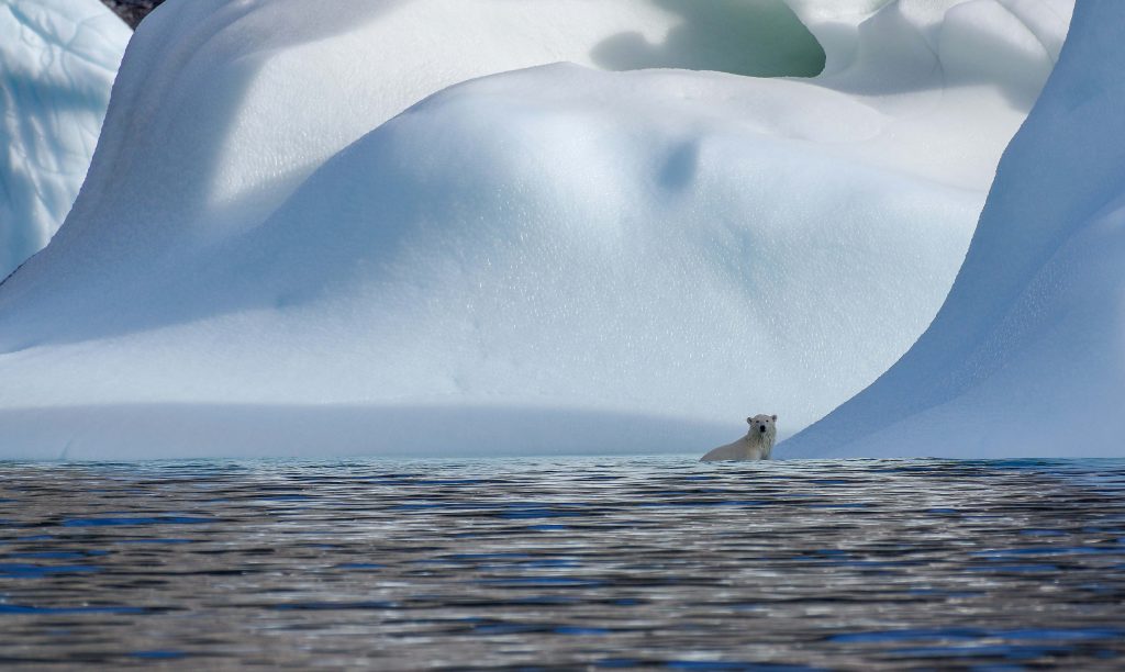 Polar bear alongside a glacier