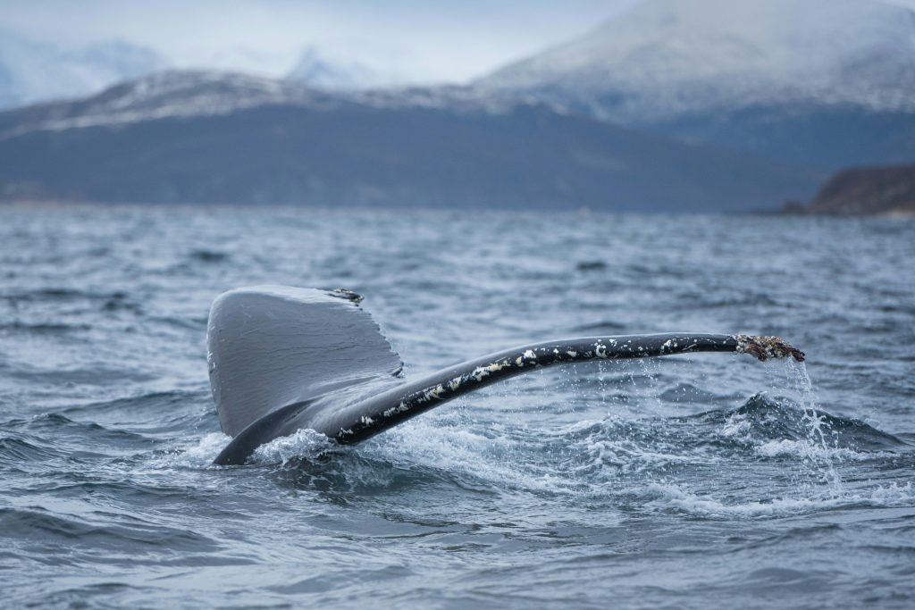 Whale tail fin
