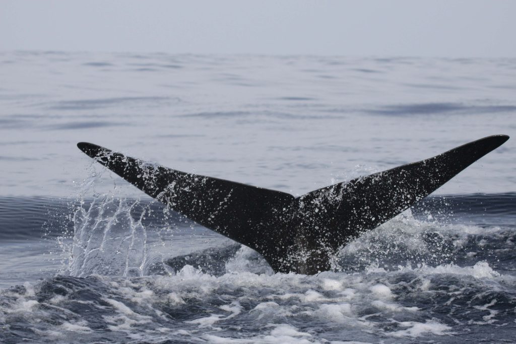 Whale fin submerging into the ocean