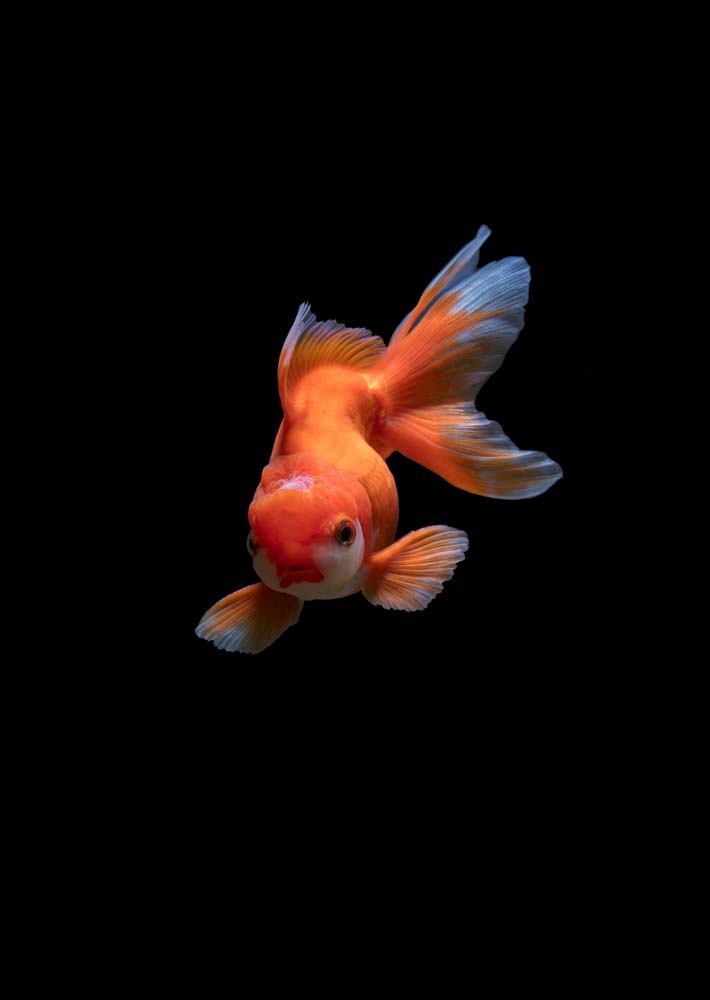 fish in blackness