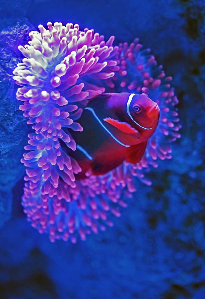 fish in home
