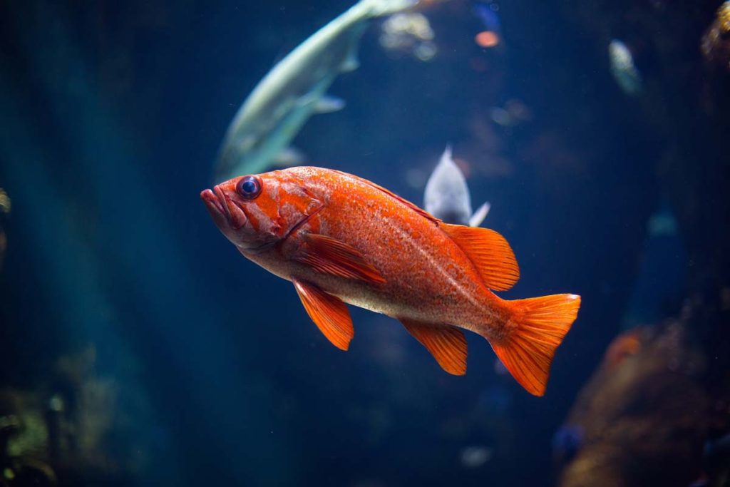 fish in bowl